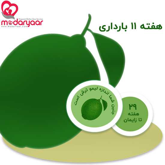 هفته یازدهم بارداری