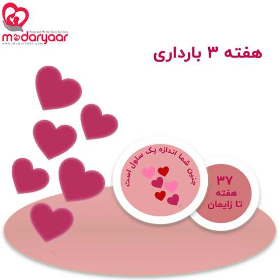 هفته سوم بارداری