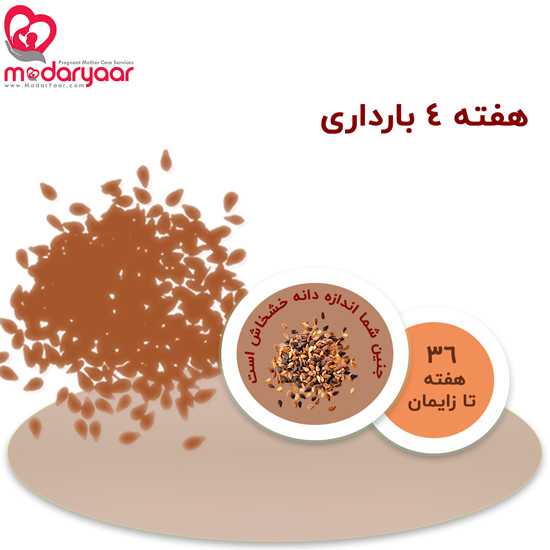 هفته چهارم بارداری