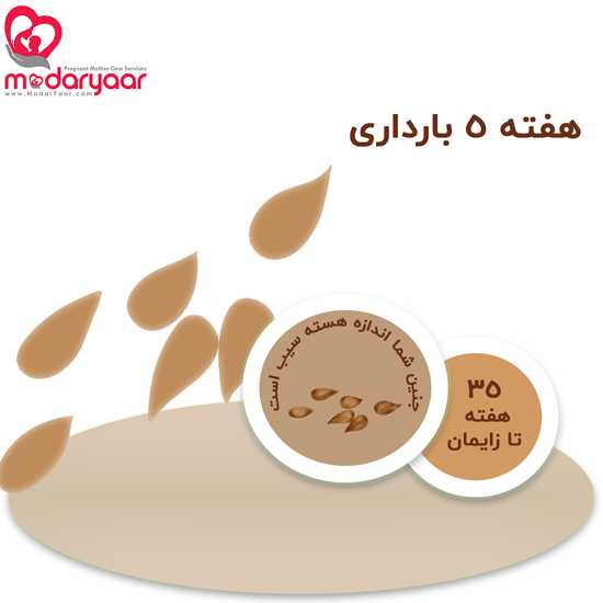 هفته پنجم بارداری