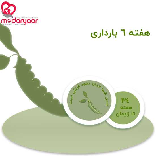 هفته ششم بارداری