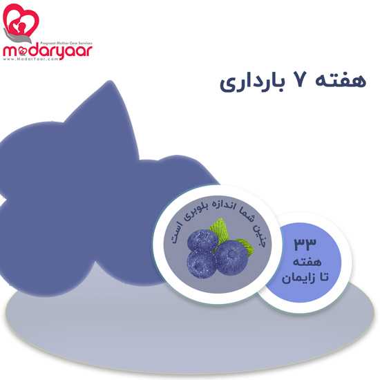 هفته هفتم بارداری