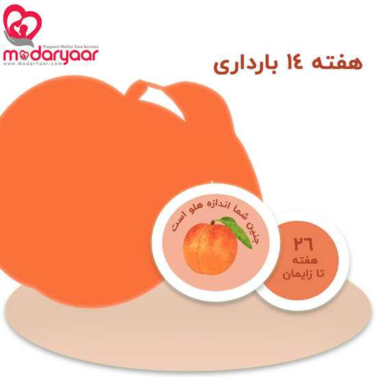 هفته چهاردهم بارداری