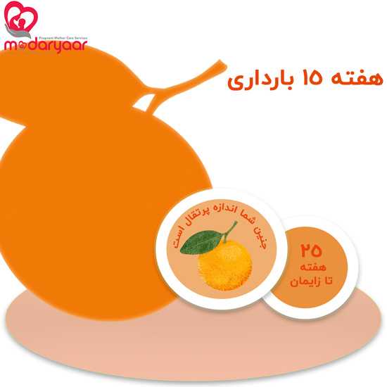 هفته پانزدهم بارداری