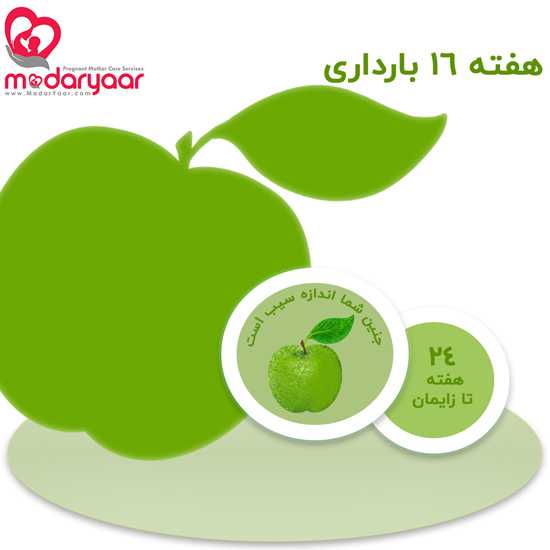 هفته شانزدهم بارداری