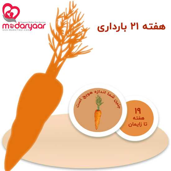 هفته بیست و یکم بارداری