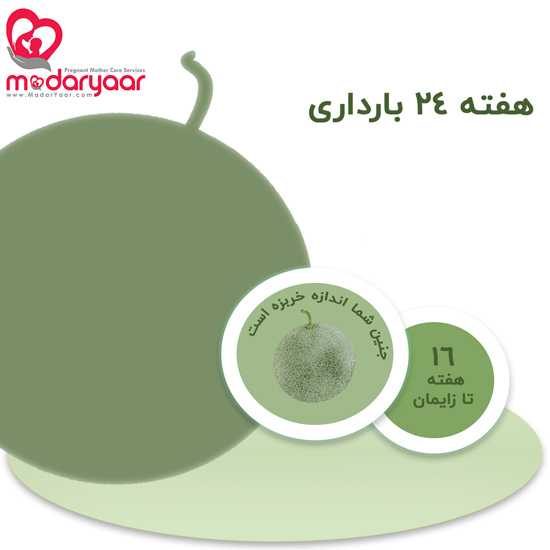هفته بیست و چهار بارداری