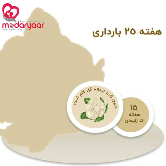 هفته بیست و پنجم بارداری