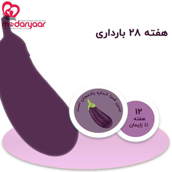 هفته بیست و هشتم بارداری