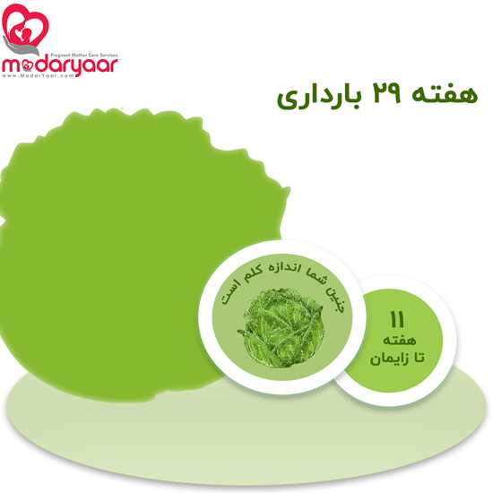 هفته بیست و نهم بارداری