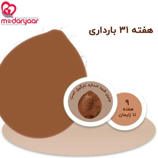 هفته سی و یکم بارداری