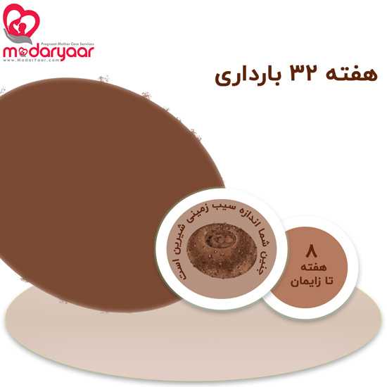 هفته سی و دوم بارداری