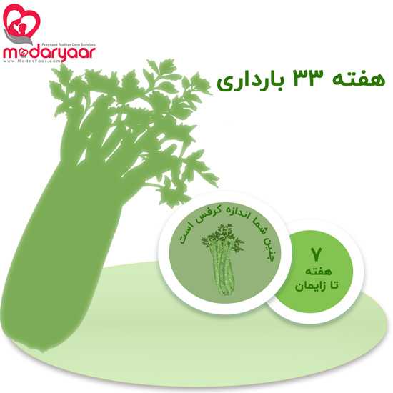 هفته سی و سوم بارداری