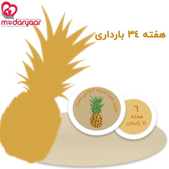 هفته سی و چهارم بارداری