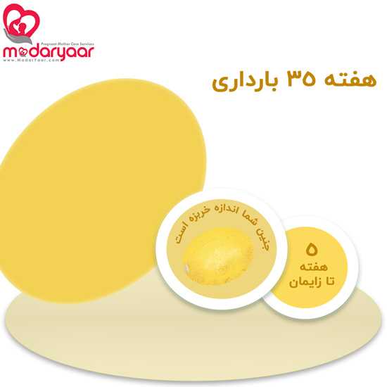 هفته سی و پنجم بارداری