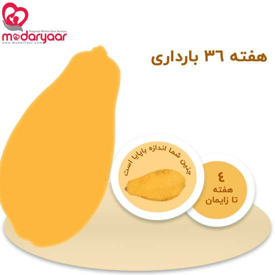 هفته سی و ششم بارداری