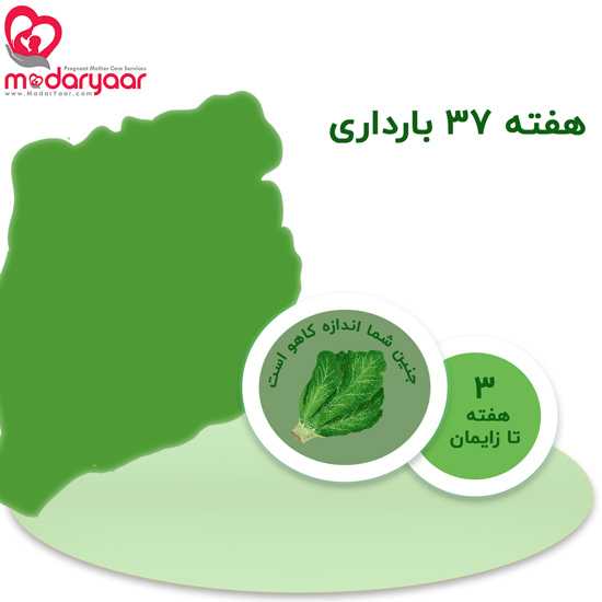 هفته سی و هفتم بارداری