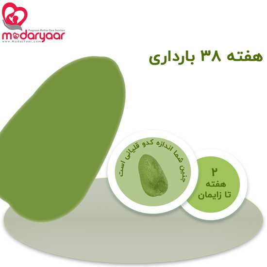 هفته سی و هشتم بارداری