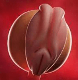 هفته چهارم بارداری