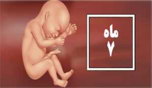 وضعیت جنین در هفته بیست و هشتم بارداری